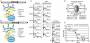 labmembers:fig1_dual_display.jpg