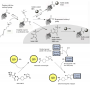 labmembers:conjugation_method_wiki.png